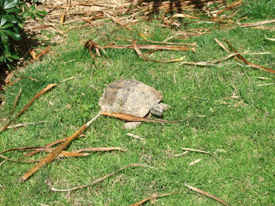 Schildies im Garten Sunis Kumköy Beach Resort Hotel & Spa