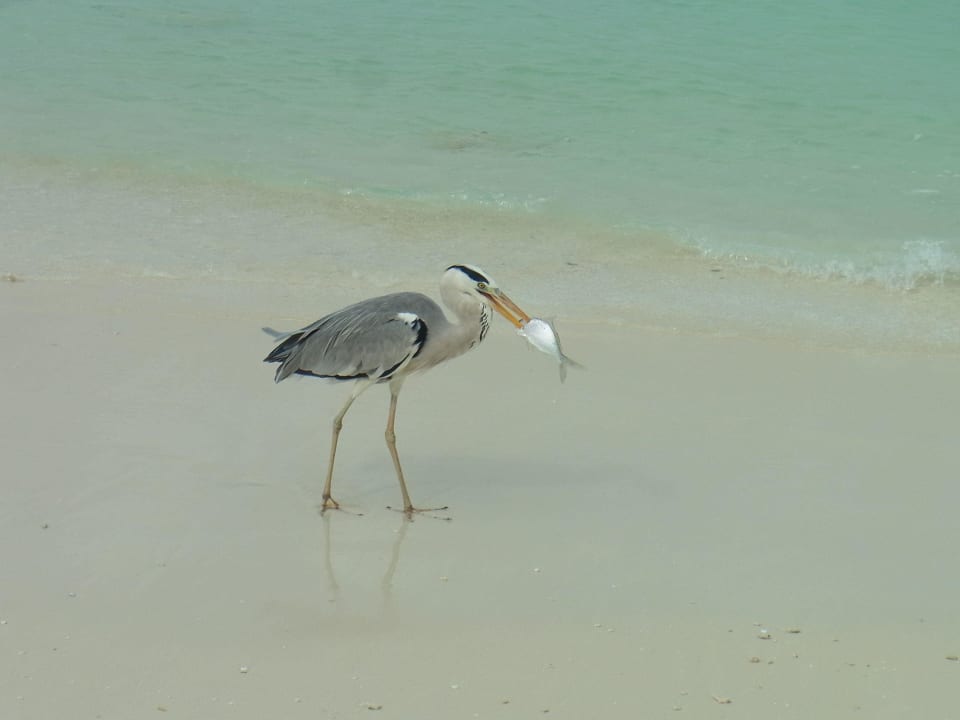 Erfolgreiche Jagd  Komandoo Island Resort & Spa - Adults only