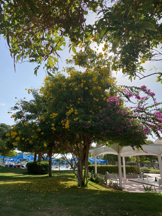 Gartenanlage Desert Rose