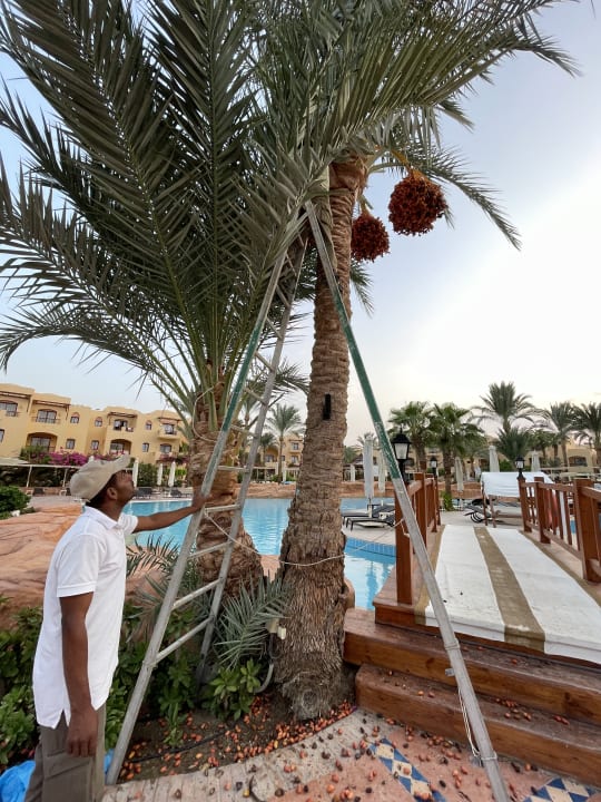 Pool Steigenberger Coraya Beach - Adults only