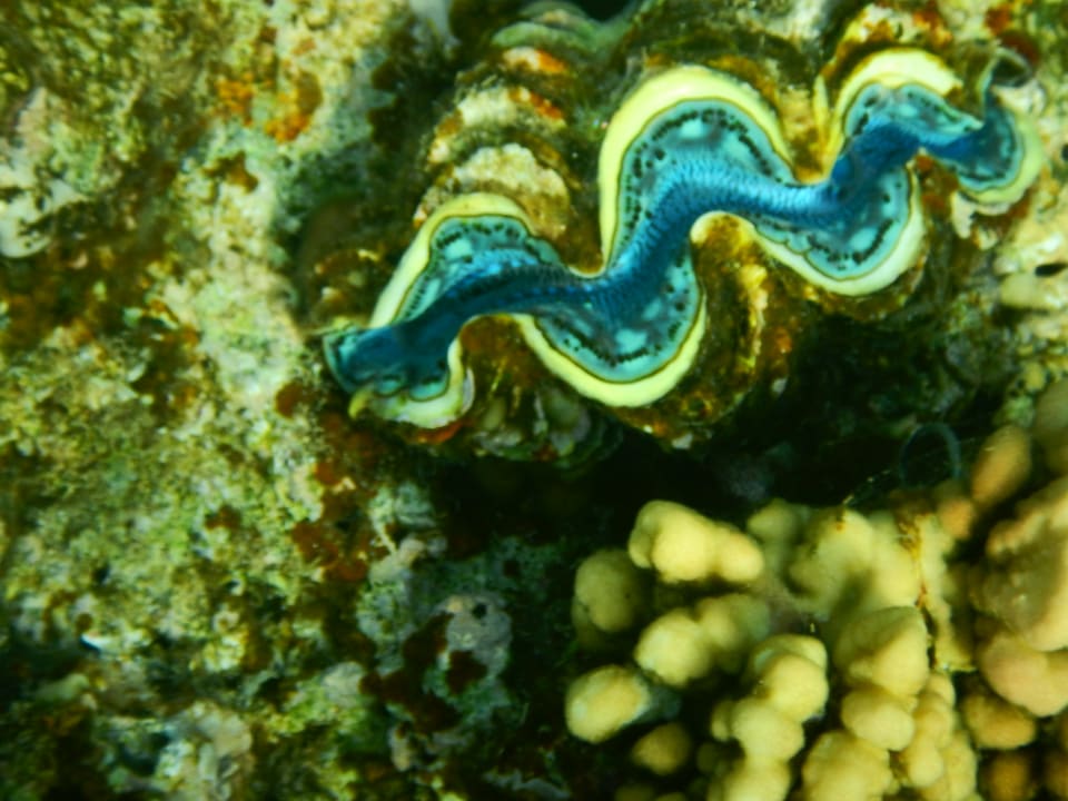 Sport & Freizeit Steigenberger Coraya Beach - Adults only