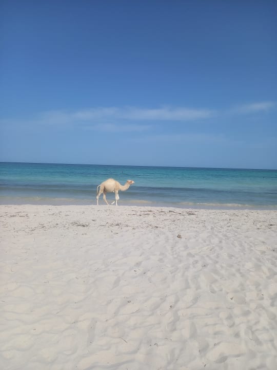 Strand Djerba Aqua Resort