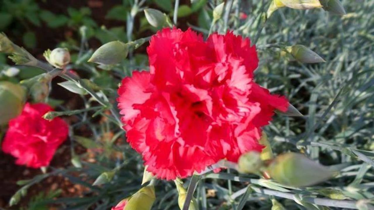 Garden Hotel Sea of Eden