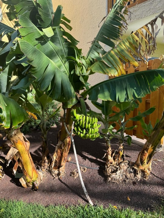 Gartenanlage ROBINSON JANDIA PLAYA