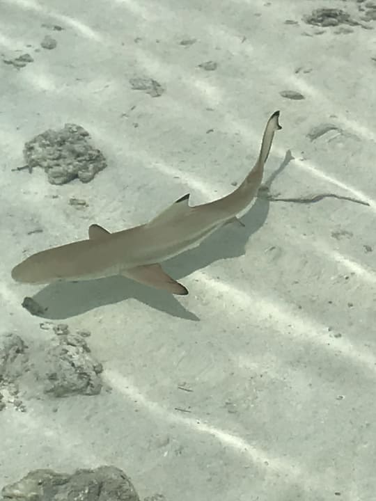 Strand Kuramathi Maldives