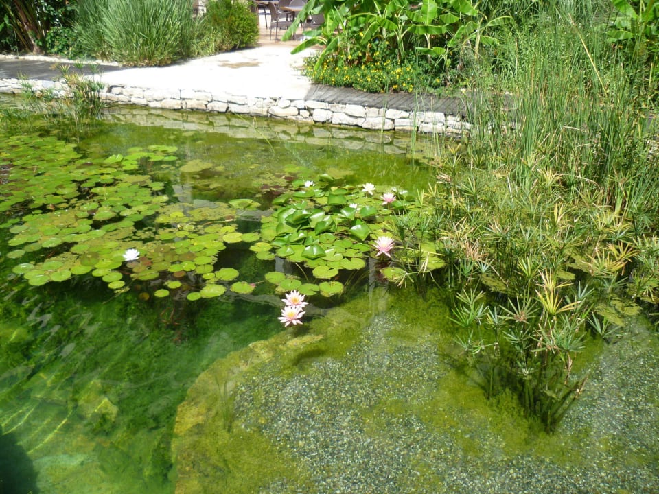 Der Gartenteich Paloma Pasha
