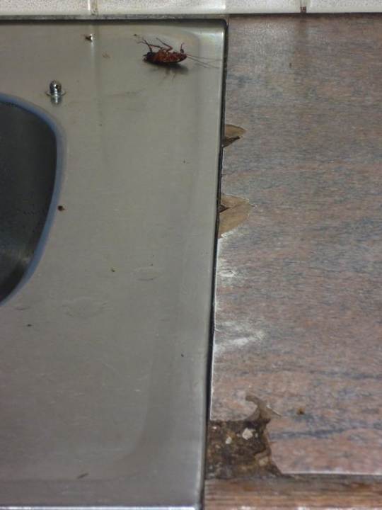 Defekte Arbeitsfläche an der Spüle mit Kakerlake Hotel Ingwenya Lodge