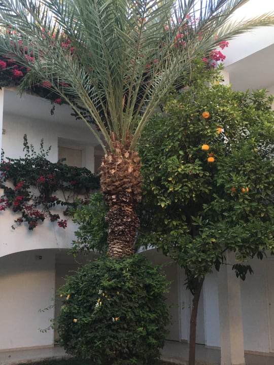 Gartenanlage Hotel Seabel Rym Beach Djerba