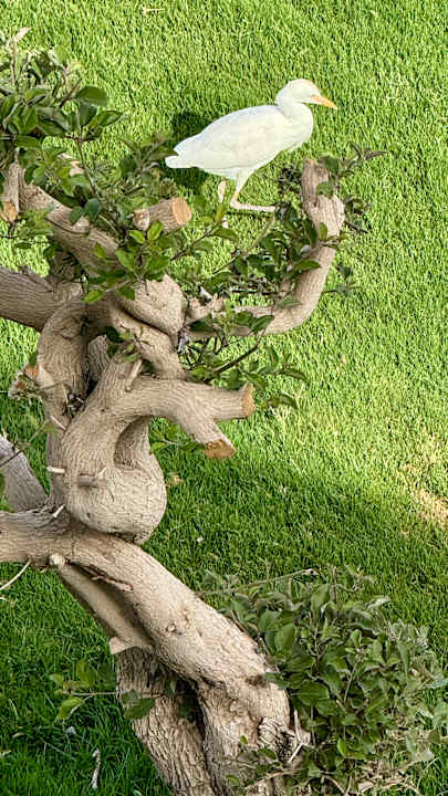 Gartenanlage Pickalbatros Dana Beach Resort - Hurghada