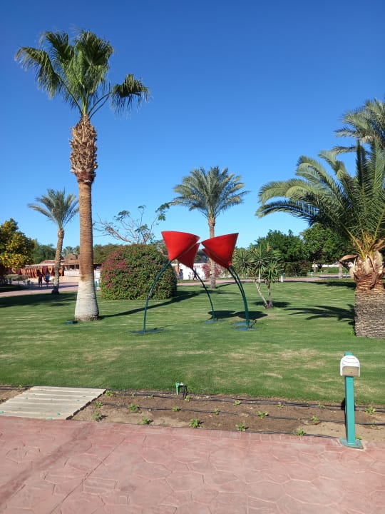 Gartenanlage Desert Rose