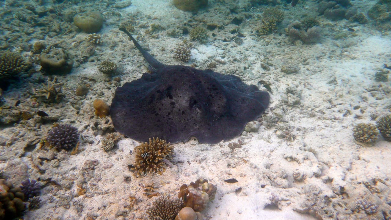 Rochen an der Westseite Summer Island Maldives