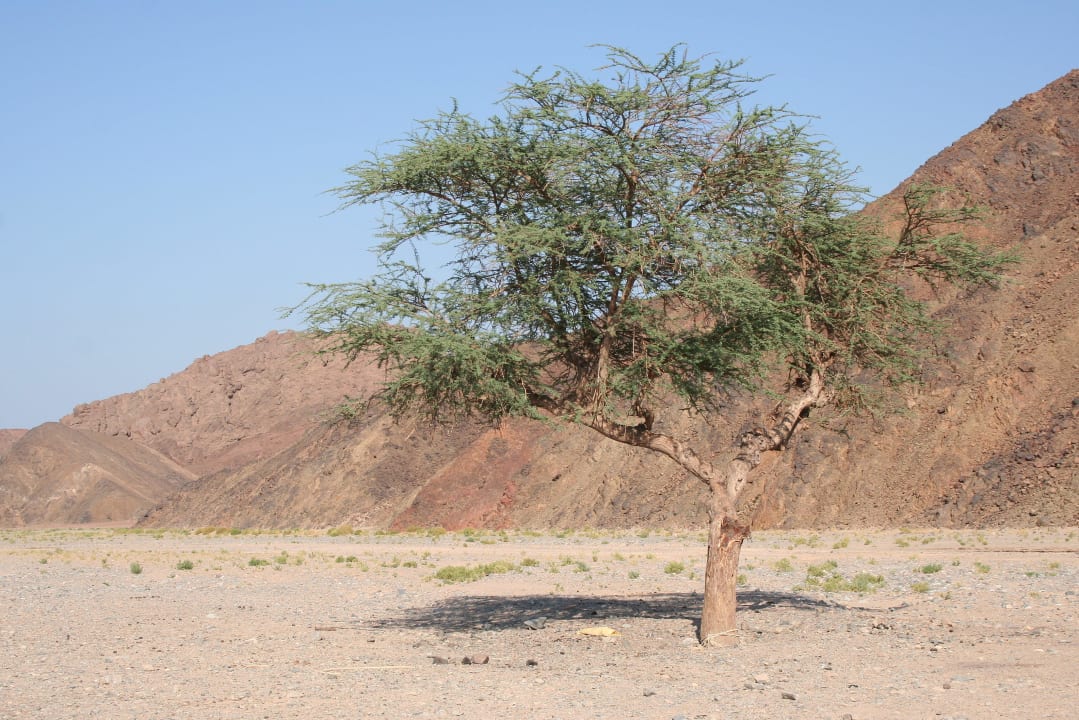 Pustynia Three Corners Sea Beach Resort