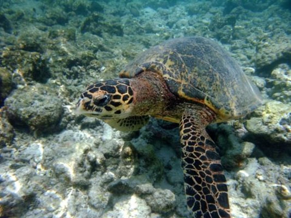 Unterwasser Eri Maldives