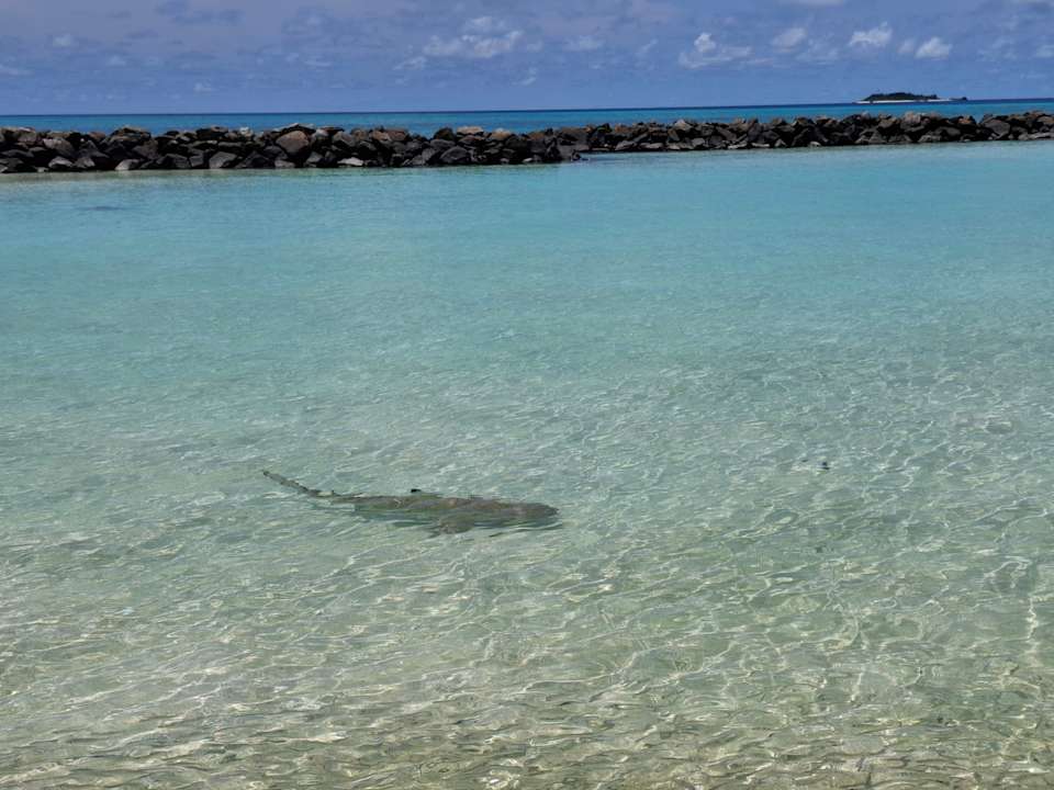 Strand Summer Island Maldives