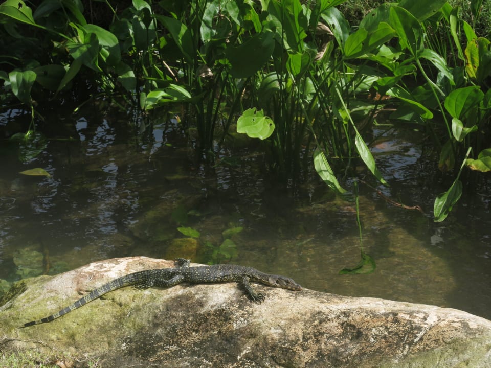 Auch ein Leguan genießt die Gartenanlage Tunamaya Resort