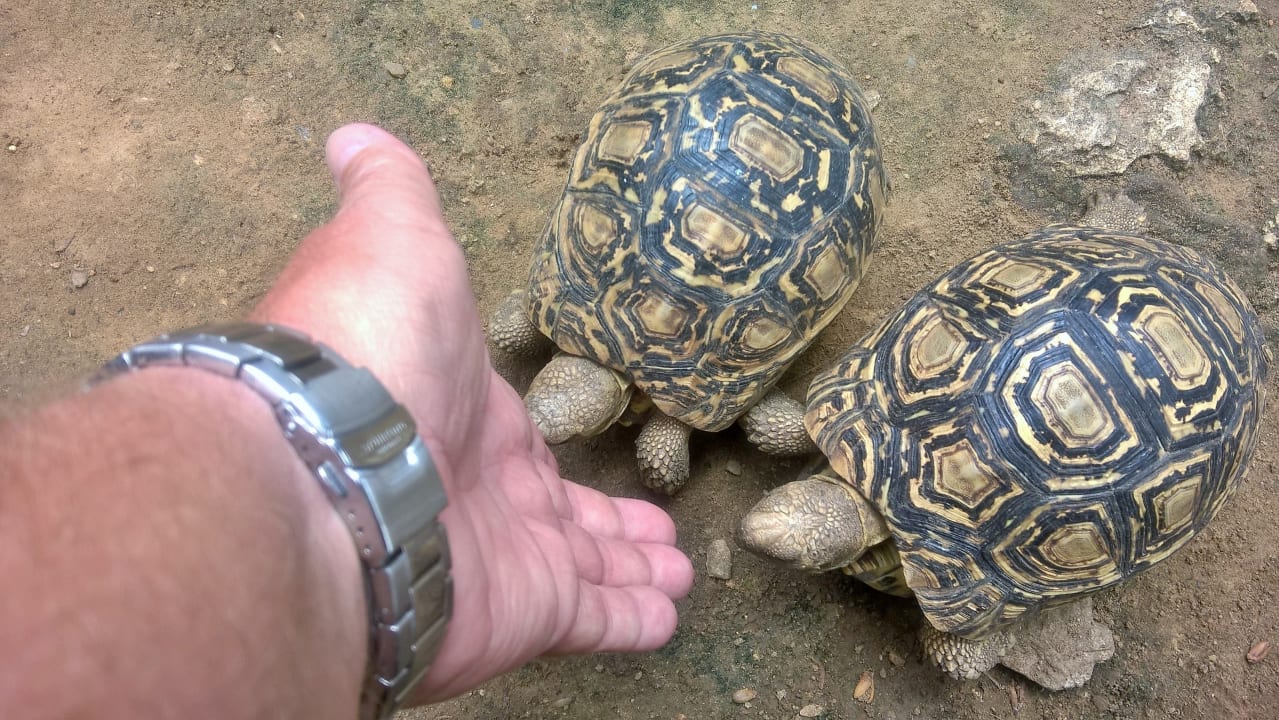 Viele Schildkröten in der Gartenanlage Bahari Beach Hotel