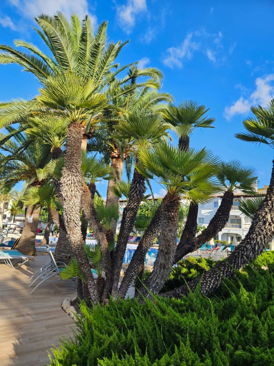 Gartenanlage Alcudia Garden Aparthotel