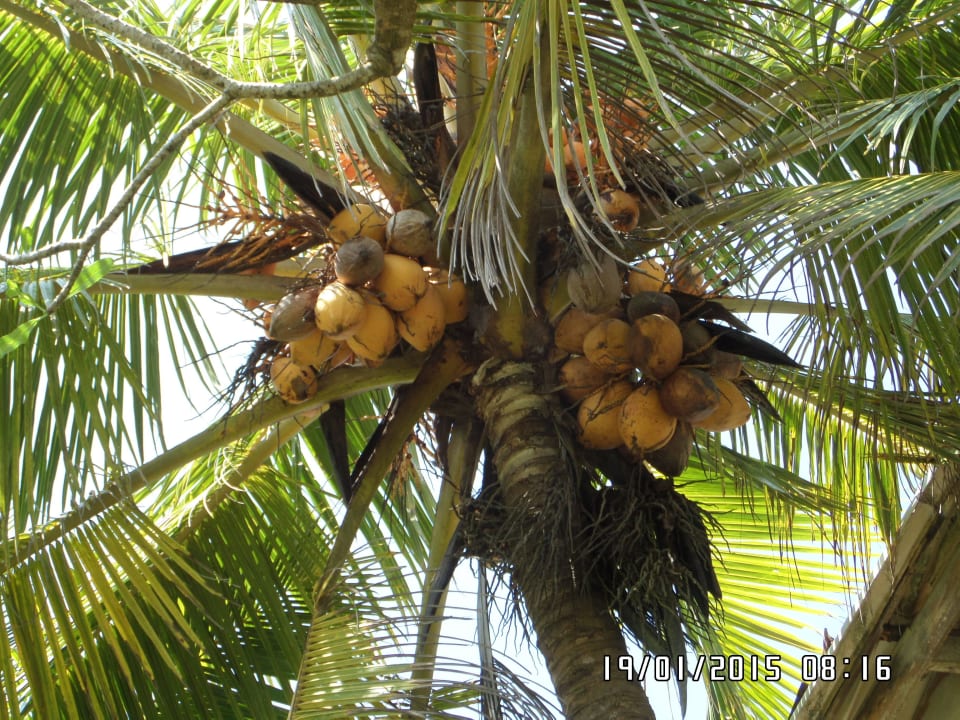 Hoteleigene Kokosnuss Earl’s Reef Beruwala