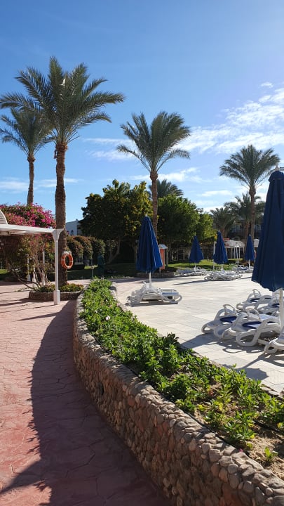 Sonstiges Desert Rose