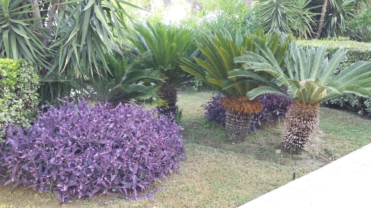 Garten  Sunis Kumköy Beach Resort Hotel & Spa