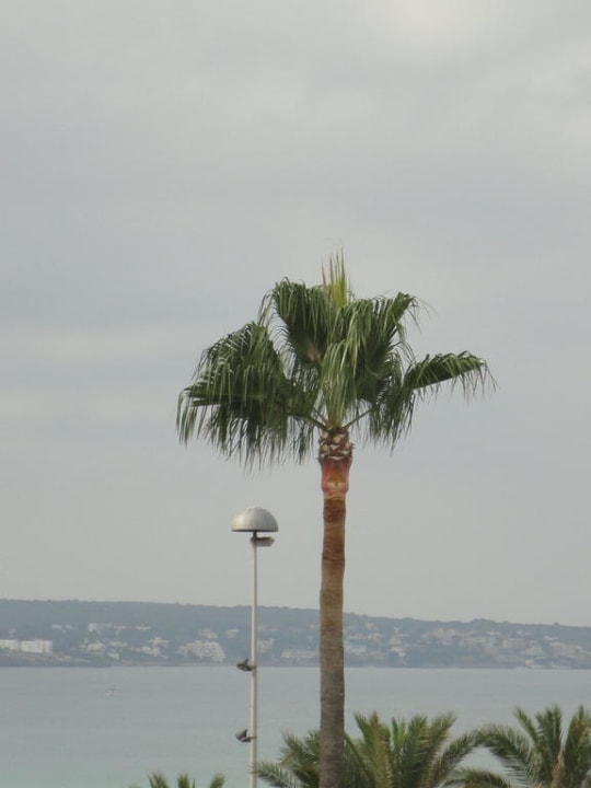 Palme vor dem Haus Iberostar Waves Bahia de Palma