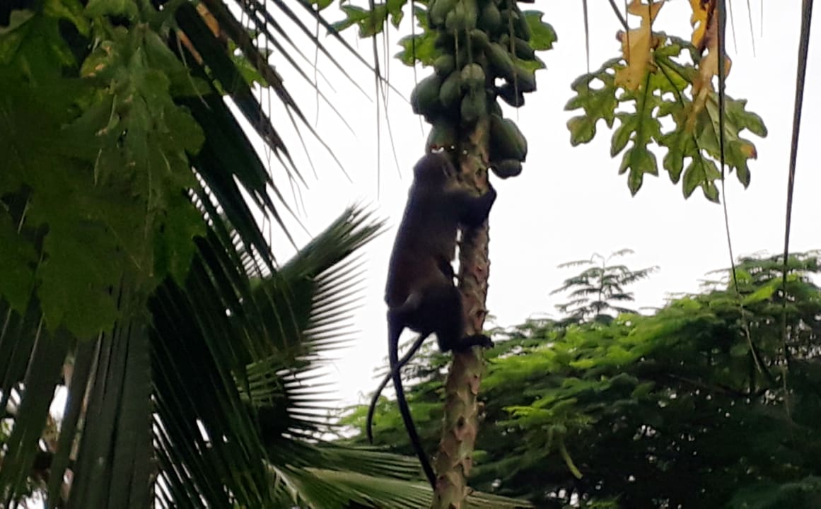 Gartenanlage Spice Island Hotel & Resort