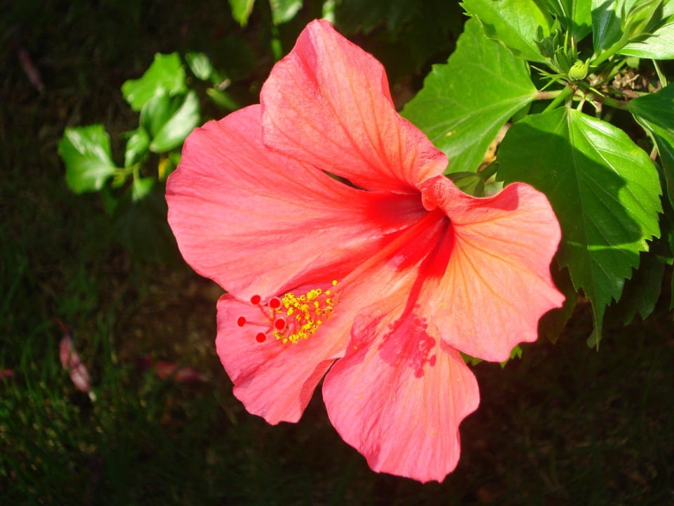 Blumen  Valentin Reina Paguera