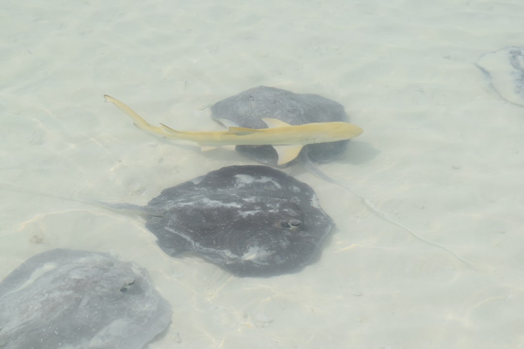 Strand Kuredu Island Resort & Spa