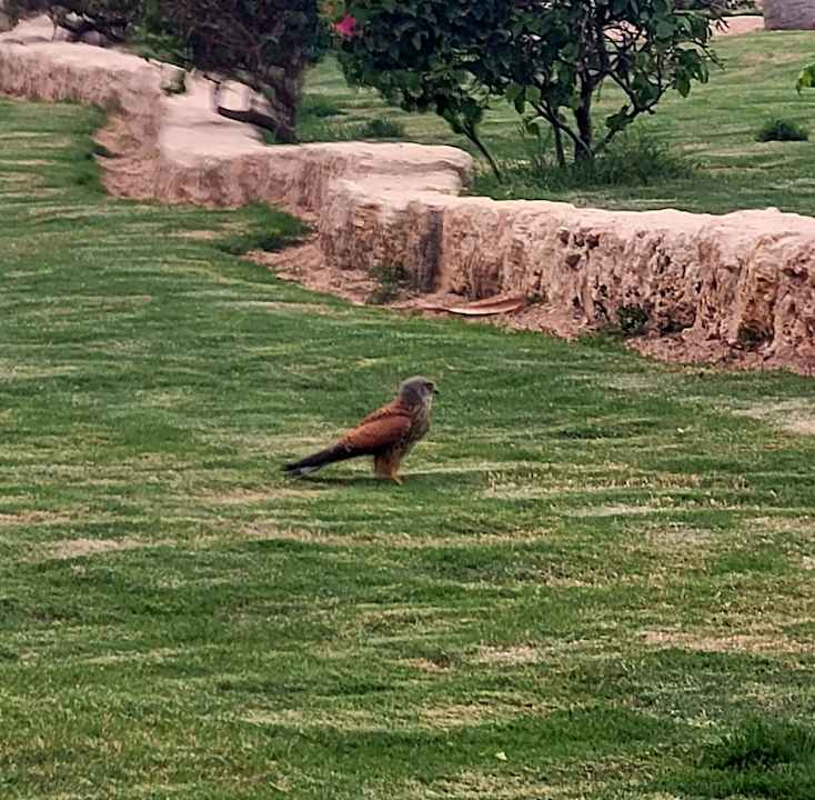 Gartenanlage Siva Golden Bay Makadi