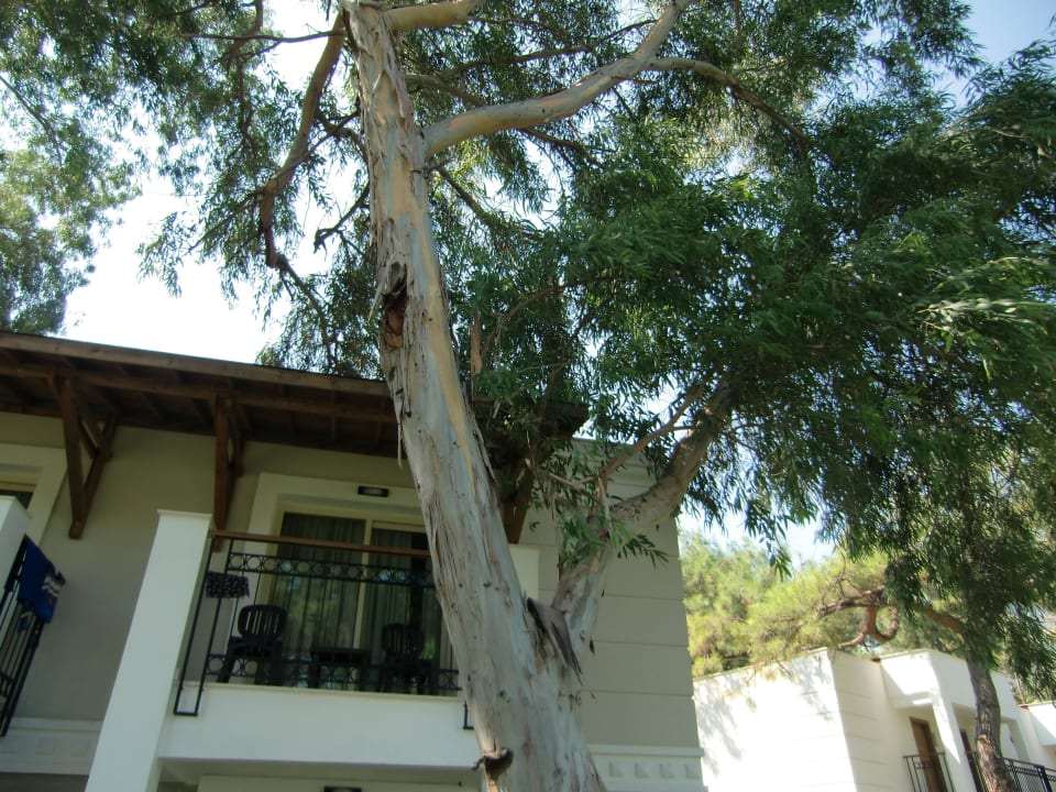 Im Hotel Sherwood Exclusive Kemer