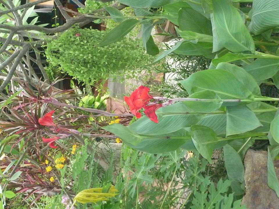 Dschungelgarten Hotel The Cottage