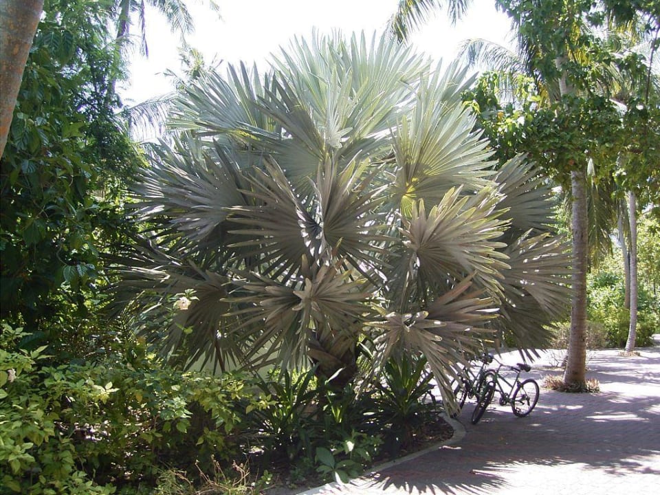 Palme Villa Park Sun Island