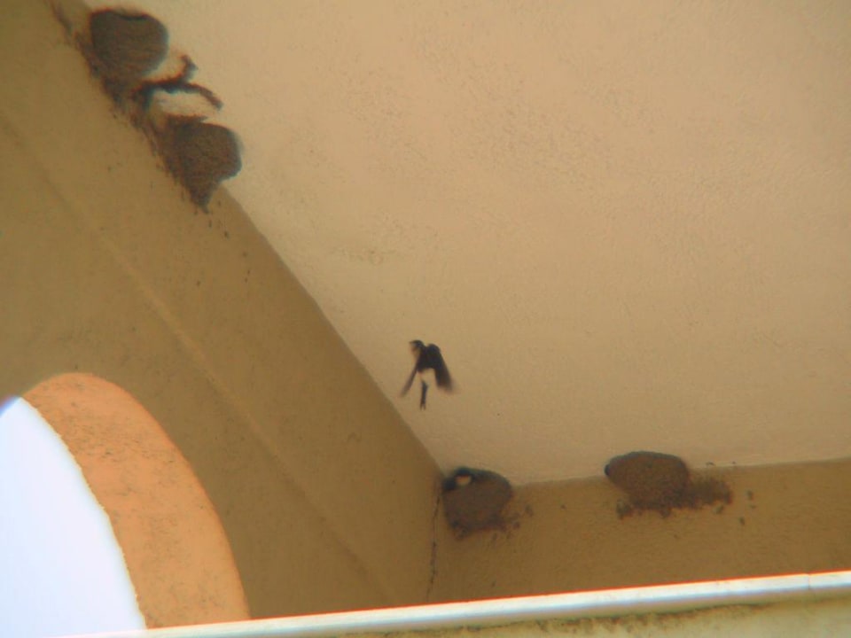 Schwalbennester an vielen Ecken alltoura Club Hotel Poseidon Palace