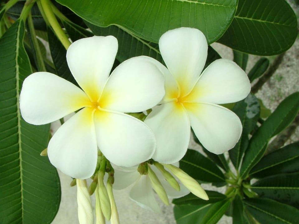 Frangipaniblüte Adaaran Select Meedhupparu Island Resort - Premium All Inclusive