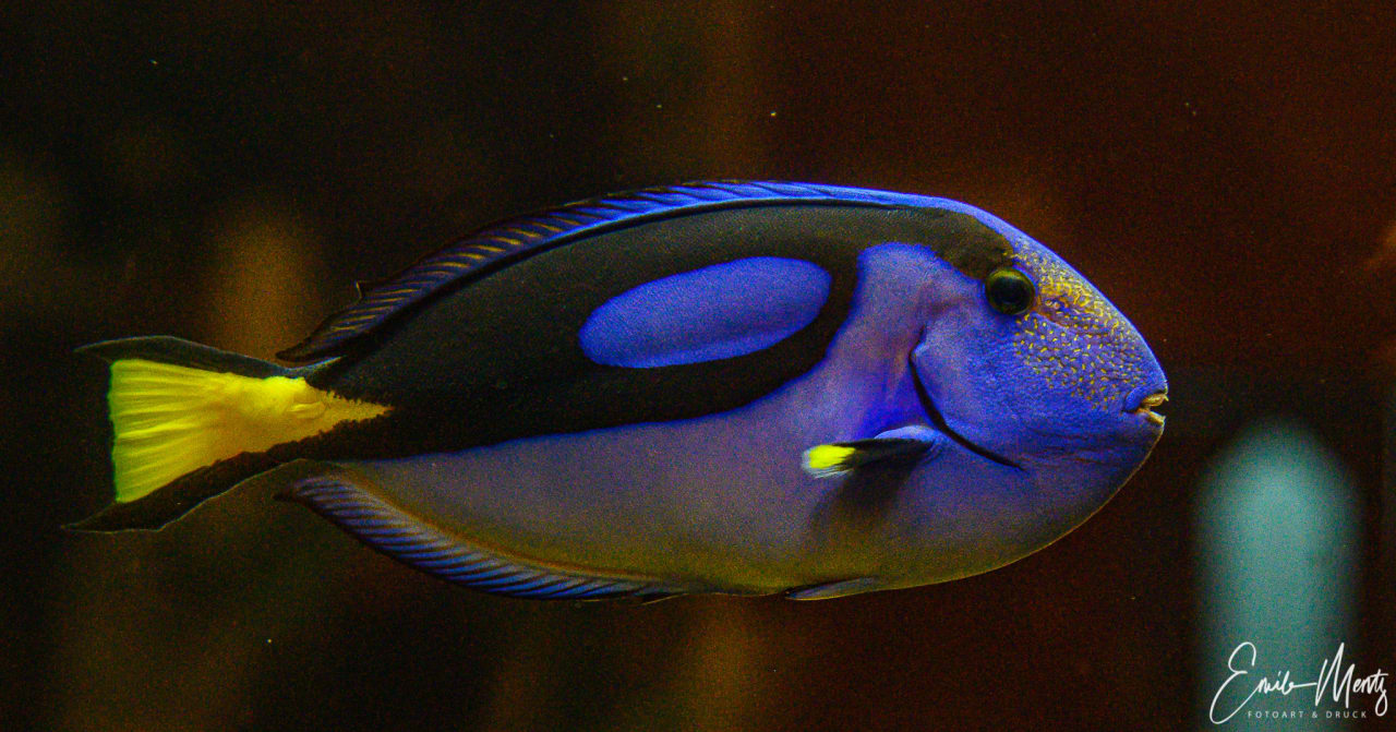 Lobby Gloria Serenity Resort