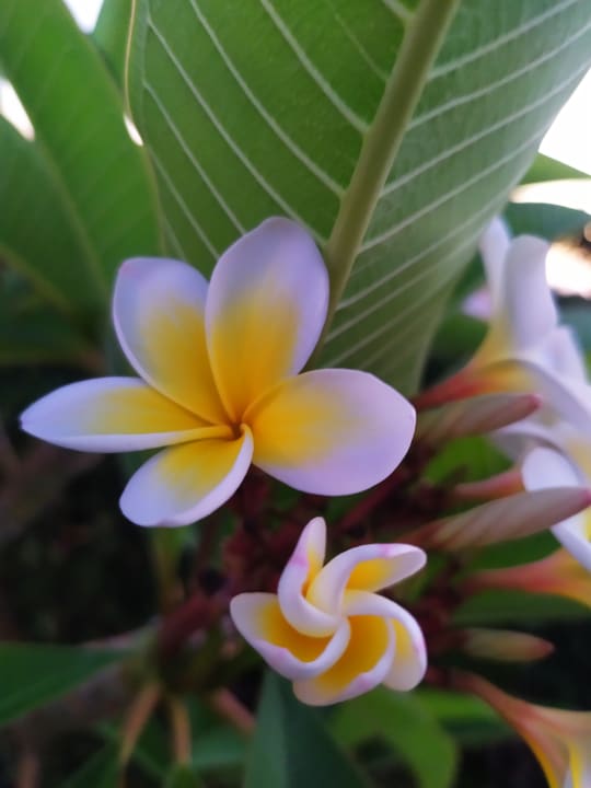 Gartenanlage Banana Moon