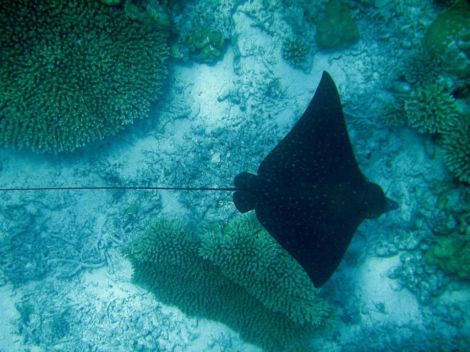 Adlerrochen, schnorcheln auf Eriyadu Eri Maldives