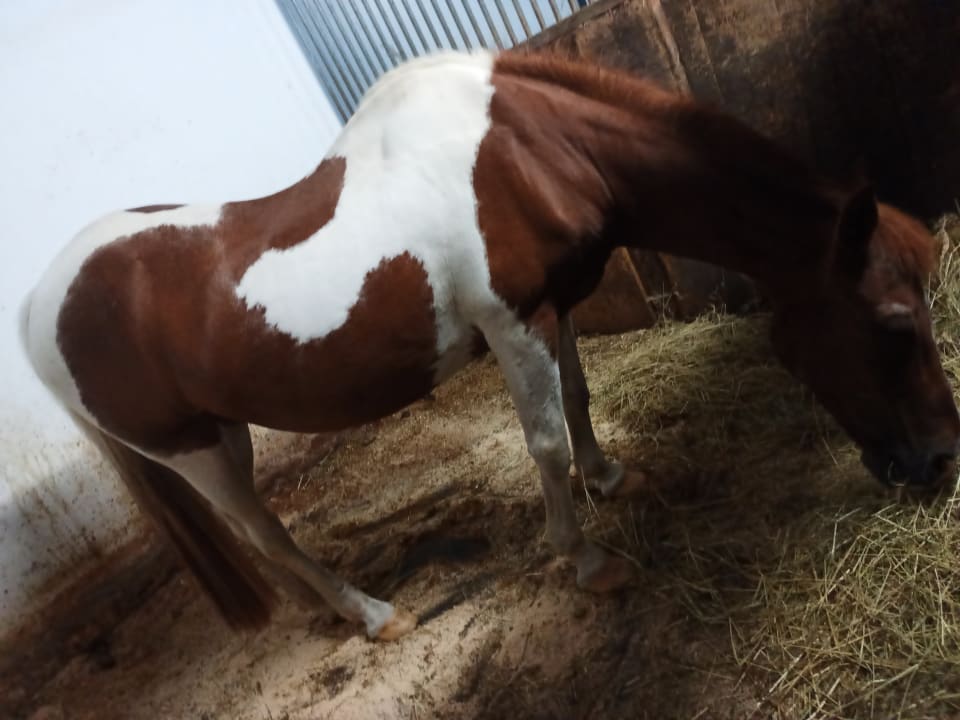 Sonstiges Pension - Pferdehof - Haug