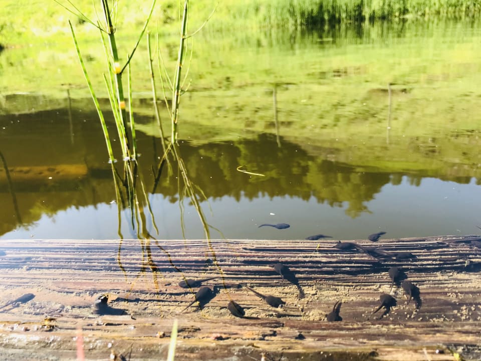 Gartenanlage Schmidbauernhof