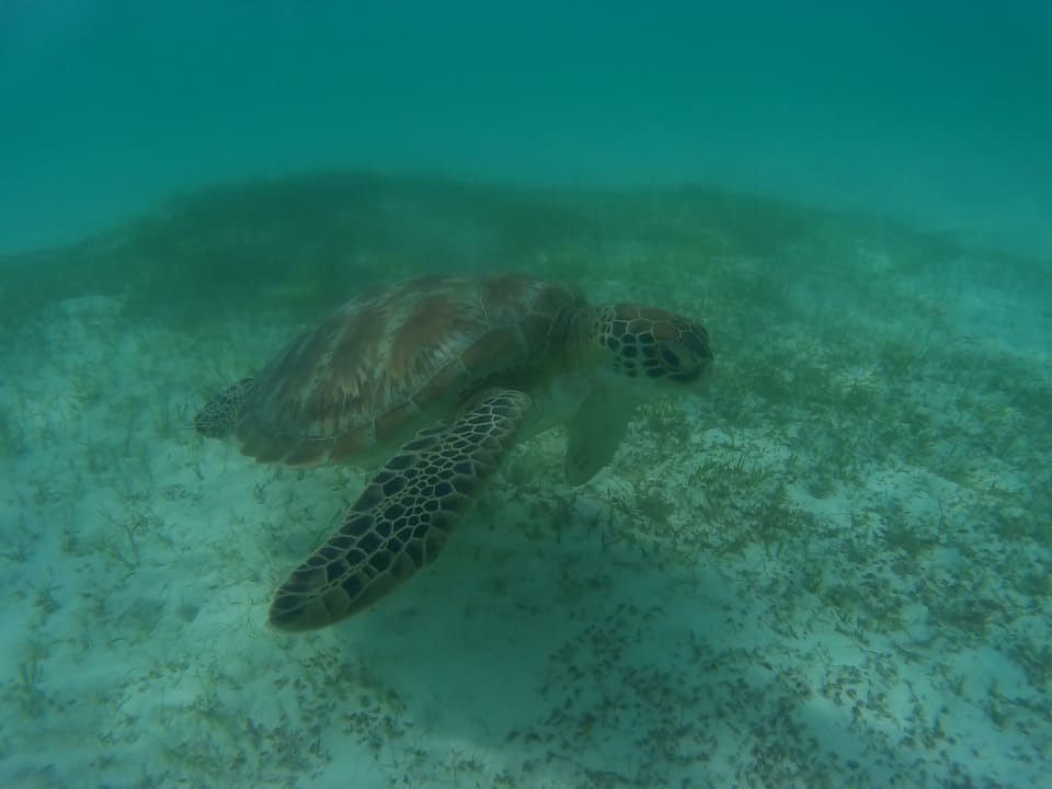 Strand Kuredu Island Resort & Spa