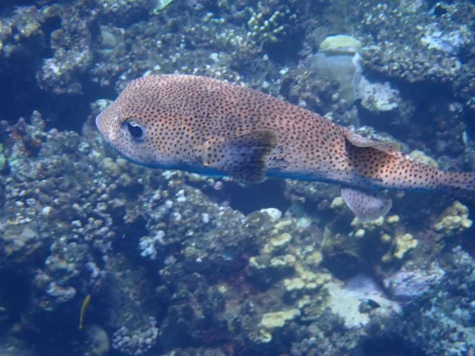 Sport & Freizeit Wadi Lahmy Azur Resort