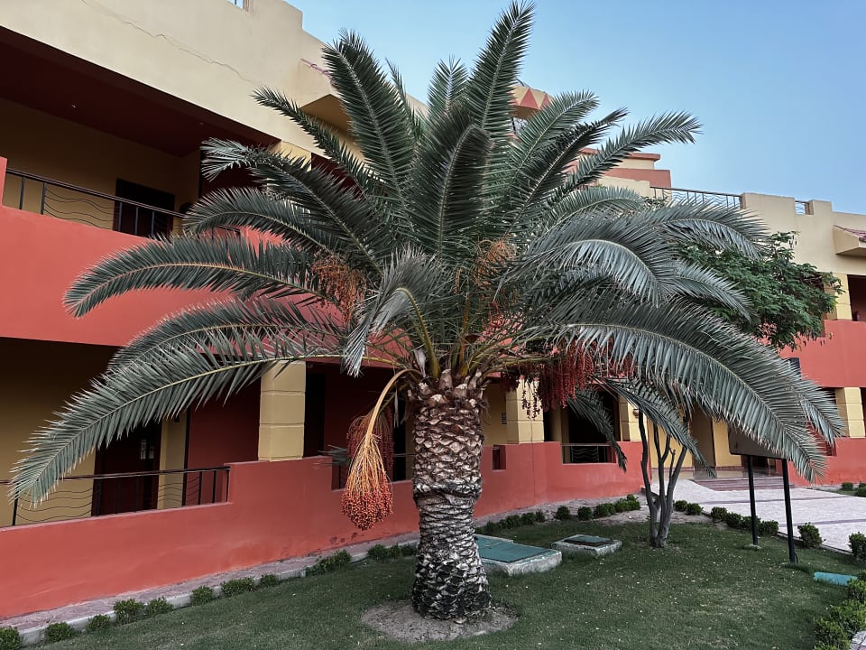 Gartenanlage Malikia Resort Abu Dabbab