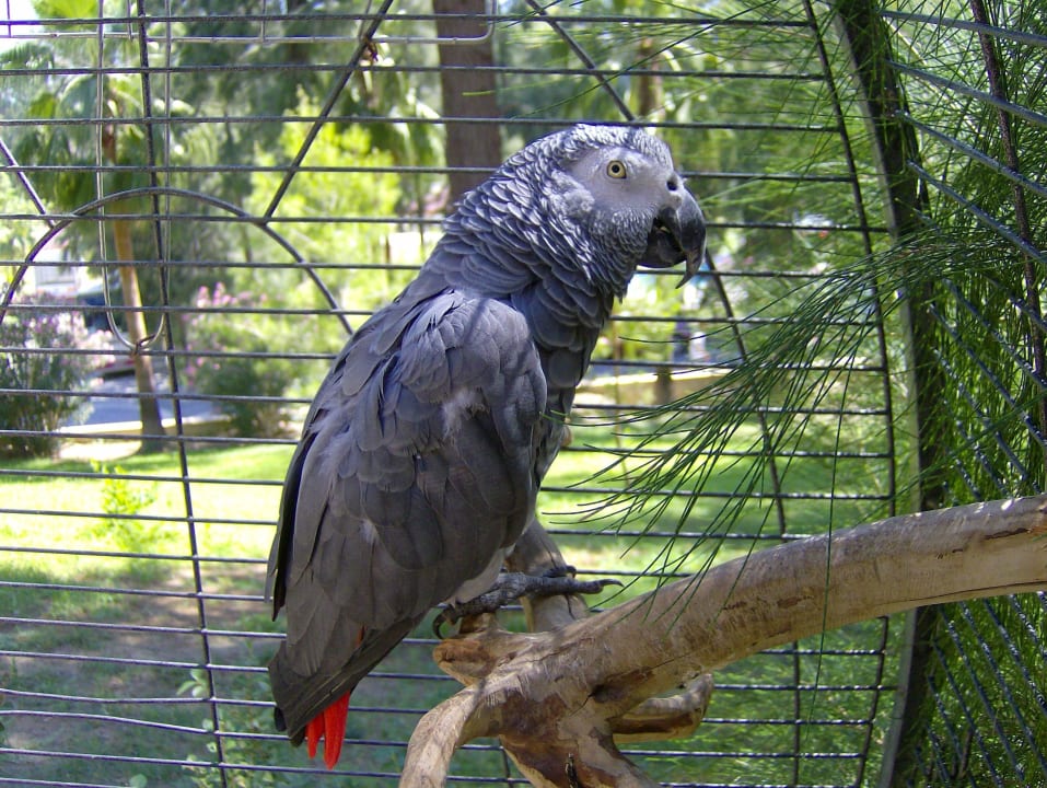 "Rocco" der Wellnesspapagei Club Sidelya Hotel