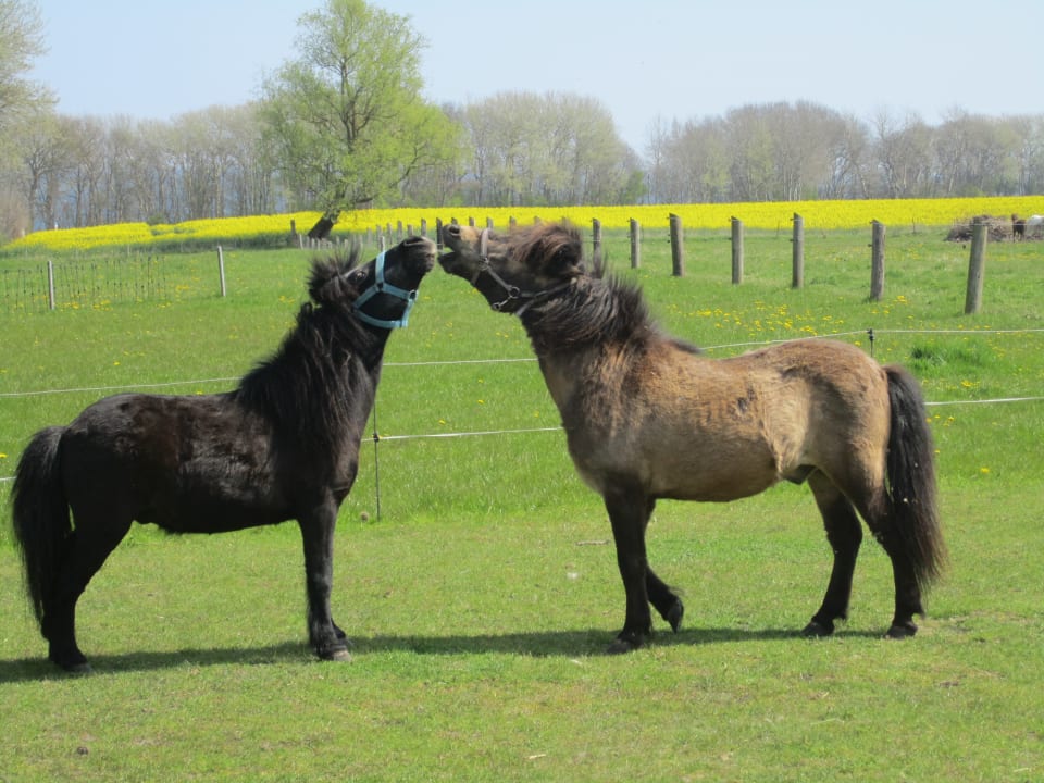 Sport & Freizeit Ferienbauernhof Liesenberg mit Meerblick