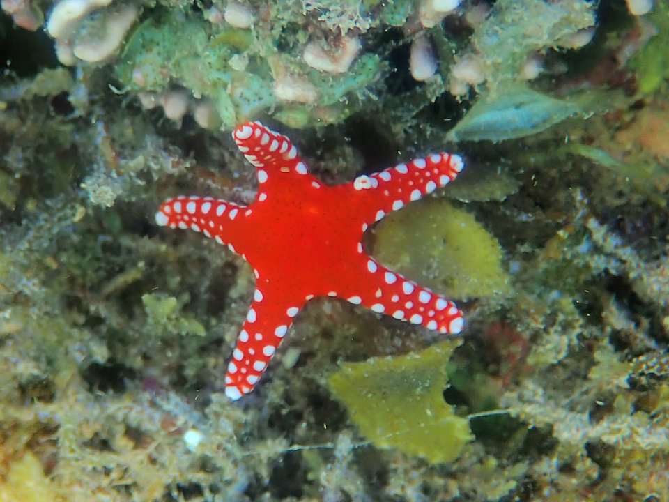 Sonstiges Shams Alam Beach Resort