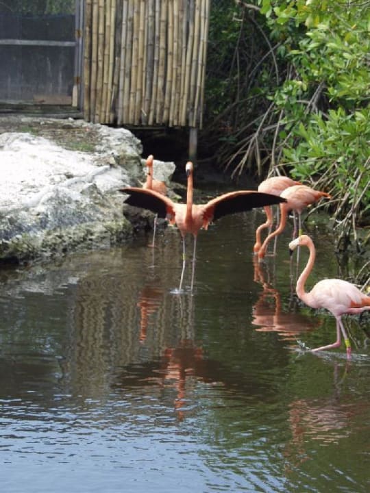 Mexiko, Yucatan, Riviera Maya, Hotel Xpu-Ha Palace Bel Air Collection Resort & Spa Riviera Maya