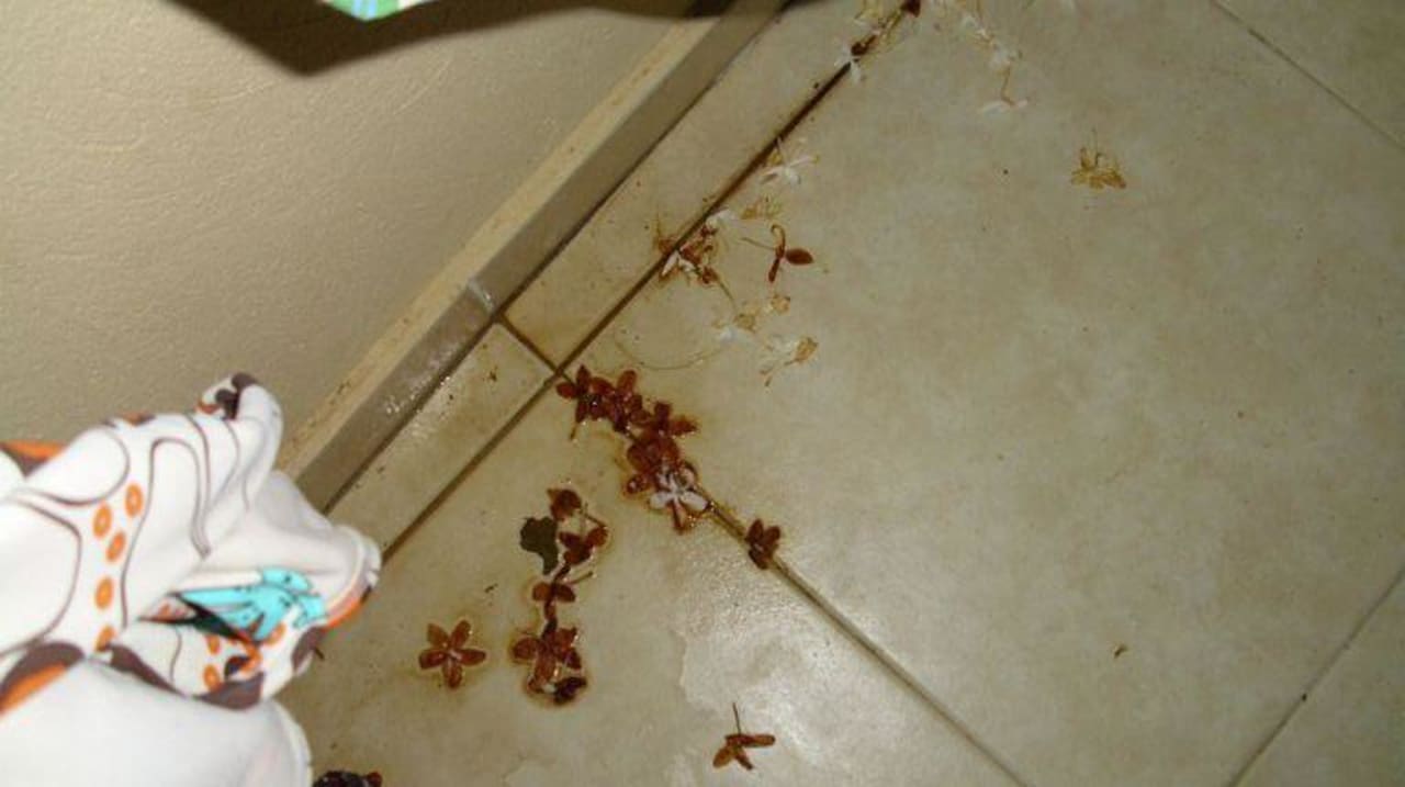 Vertrocknete Blumen Hotel Orfeus Park