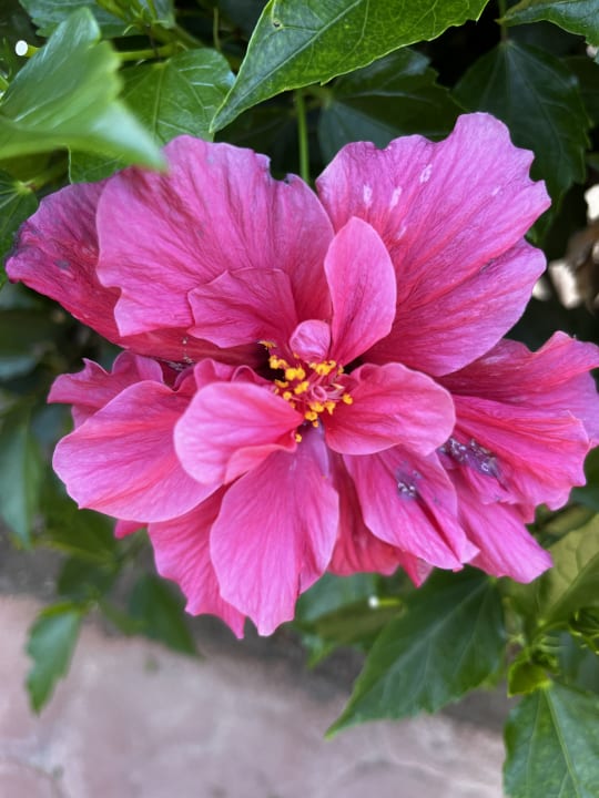 Garten allsun Hotel Esplendido