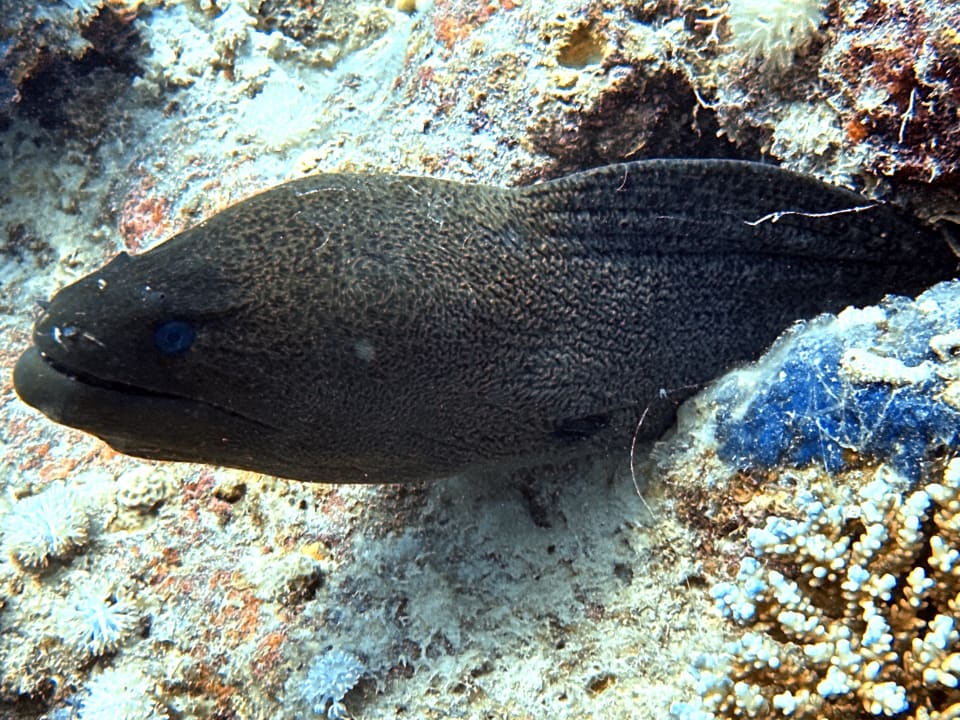 Sport & Freizeit Jaz Grand Marsa