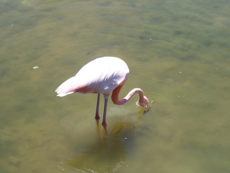 Plameňák Memories Caribe Beach Resort